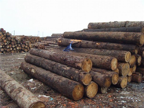 供应巴西木材进口|清关代理公司|上海奕亨进口