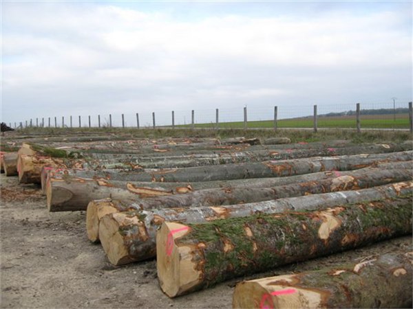 上海进口木材报关公司代理木材进口清关税率|