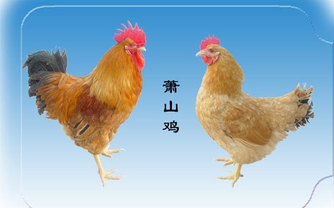 福士特牌萧山鸡|浙江杭州萧山东海养殖有限公