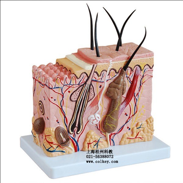 人体皮肤结构模型,人体皮肤解剖模型|上海柏州
