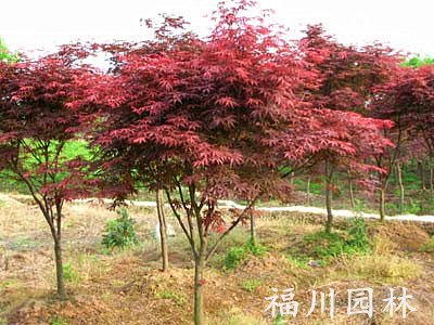 重庆苗木产品--优惠的红枫推荐|成都福川园林绿