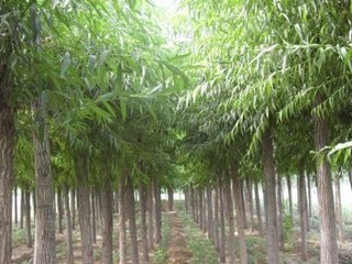 桂林专业的林木种植:林木种植代理|桂林江泰投