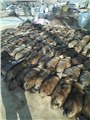 狐貉貂养殖场，昌黎县皮草 图片