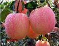 哪里有苹果苗矮化苹果苗苹果苗长短枝苹果苗红富士苹果苗 图片