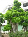 福建漳州小叶榕盆景 图片