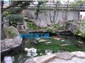 观景水池生物净化鱼池不长绿藻鱼池常年无需换水 图片