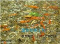 常州市溧阳庭院花园别墅鱼池生态净化过滤系统 图片