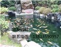 錦鯉魚池過濾器凈化工程 圖片