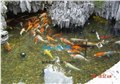 安徽市花园池塘景观鱼池锦鲤池养鱼水过滤净化水处理 图片
