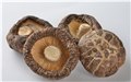 冬菇瑞佰利食用菌 图片