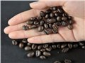 18目咖啡豆物美价廉 图片