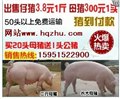 河北邯郸三元仔猪行情猪场急售1000头长白仔猪 图片