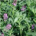 山东紫花苜蓿牧草种子 图片