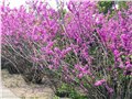 紫荆价格,紫荆花基地,河北紫荆厂家 供应信息