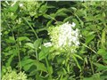 木绣球,木绣球种植技,|河北木绣球 供应信息