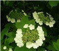 天目琼花,天目琼花价格,天目琼花种植 供应信息