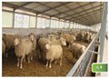 山东肉羊养殖 图片