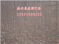 红油香椿苗价格供/昌盛 供应信息
