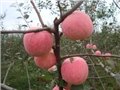陕西红富士苹果 图片