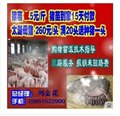 安徽芜湖太湖黑猪价格 图片