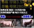 江苏沭阳苏太母猪价格 图片