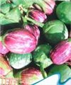 供应彩茄种子 图片