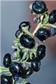 供应黑果枸杞种子 图片