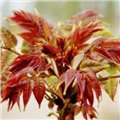 供应红油香椿种子  图片