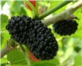 第三代黑色水果新秀黑桑树苗 图片