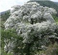 山东流苏树 供应信息