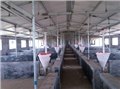 养猪设备 请联系福林 供应信息