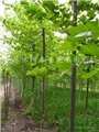 法国梧桐坚不可摧的树耐寒抗污染  图片