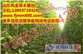 速生白蜡小苗采购\定杆北京栾厂家\凤金苗木 供应信息