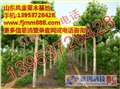 山东法桐小苗供应商\\凤金苗木 供应信息