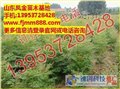 碧桃的报价\千头春的报价\凤金苗木 供应信息