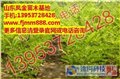 济宁金枝槐\12公分国槐价格\凤金苗木 供应信息