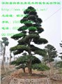 优质黑松树苗选购 供应信息