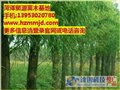 八公分垂柳价格|22公分垂柳|贸源苗木基地 供应信息