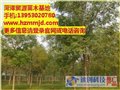 高杆女贞树苗价格\金叶槐价格表\贸源苗木基地 供应信息