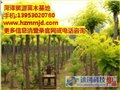 2014三公分国槐|求购20公分国槐|贸源苗木基地 供应信息