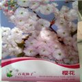 樱花种子生产厂家 供应信息