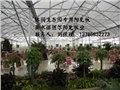 拜耳料嘉峪关君腾阳光板 供应信息