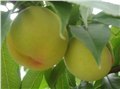 加工用桃-黄桃树苗 图片