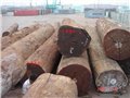 深圳盐田港进口木材货运代理/进口木材货代公司 图片