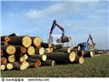 深圳盐田港进口木材标签代理/进口木材资料 图片