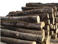 深圳进口木材报关需要哪些手续/深圳进口木材清关流程资料 图片