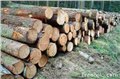 香港进口木材报关需要哪些手续/香港进口木材清关流程资料 图片