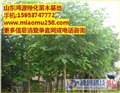 3公分国槐,三公分国槐,13公分国槐,鸿源绿化苗木 供应信息