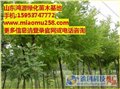 白蜡树价格-15公分白蜡树价格-鸿源绿化苗木（魏建国） 供应信息
