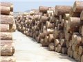 深圳盐田港木材进口报关代理，尼日利亚木材进口代理 图片